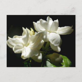 Cartão Postal Pure Jasmine