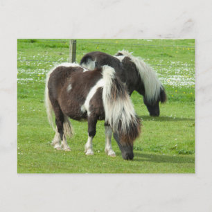 Cartão Postal Purebred Shetland Paint Ponies