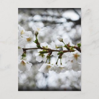 Cartão Postal Pureza gentil