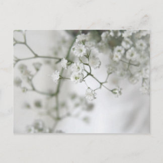 Cartão Postal Purity