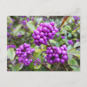 Cartão postal Purple Callicarpa DIY