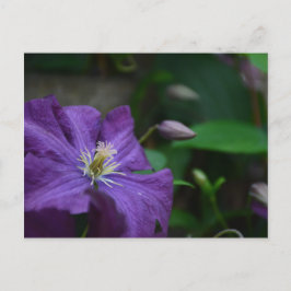 Cartão Postal Purple Clematis