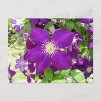Cartão Postal Purple Clematis