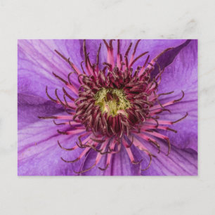 Cartão Postal Purple Clematis Flower