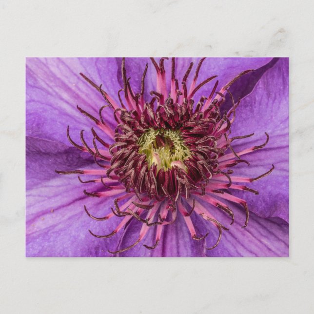 Cartão Postal Purple Clematis Flower (Frente)