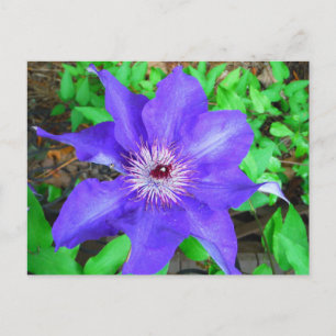 Cartão Postal Purple Clematis Flower