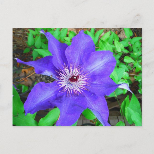 Cartão Postal Purple Clematis Flower (Frente)