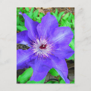 Cartão Postal Purple Clematis Flower