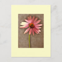 Purple Cone Flower Echinacea
