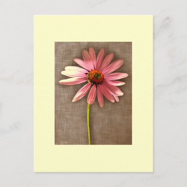 Cartão Postal Purple Cone Flower Echinacea (Frente)