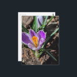 Cartão Postal Purple Crocus First Flower of 2026<br><div class="desc">A pretty purple crocus is the first flower of 2026 in my garden in March of this year.  Photography by Angelandspot.</div>