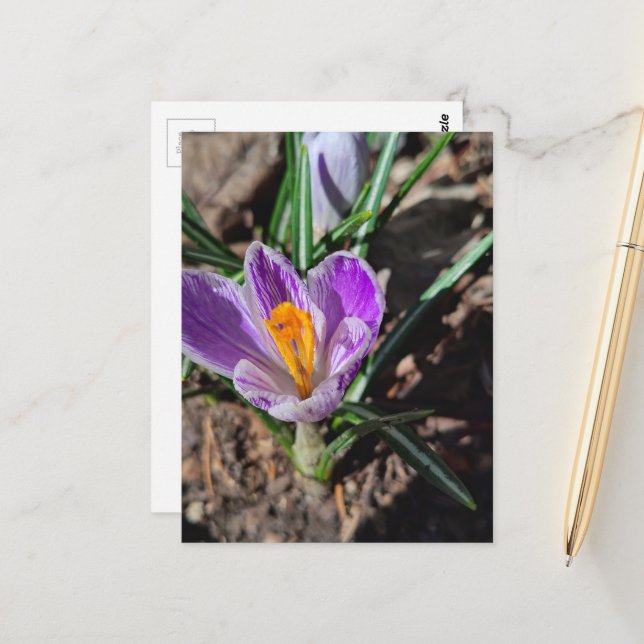 Cartão Postal Purple Crocus First Flower of 2026 (Frente/Verso In Situ)