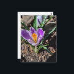 Cartão Postal Purple Crocus First Flower of March 2026<br><div class="desc">A pretty purple crocus is the first flower of 2026 in my garden in March of this year.  Photography by Angelandspot.</div>