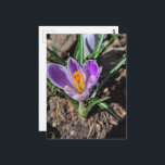 Cartão Postal Purple Crocus First Flower of Spring 2026<br><div class="desc">A pretty purple crocus is the first flower of 2026 in my garden in March of this year.  Photography by Angelandspot.</div>