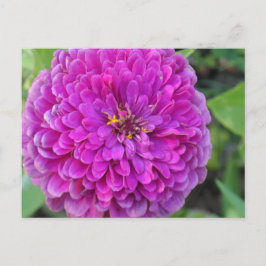 Cartão Postal Purple Dahlia
