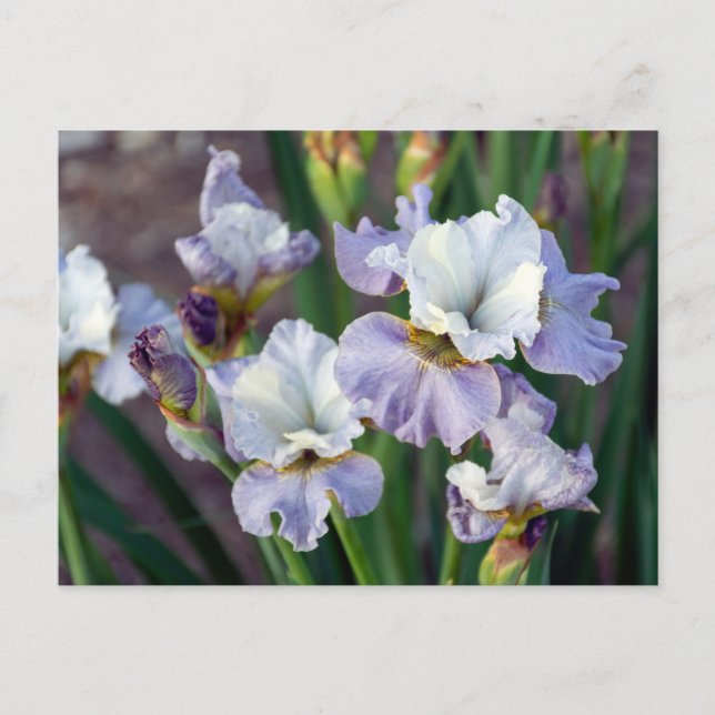 Cartão Postal Purple e White Sprint Iris (Frente)