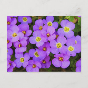 Cartão Postal Purple Flowers Paz Destino de Amor