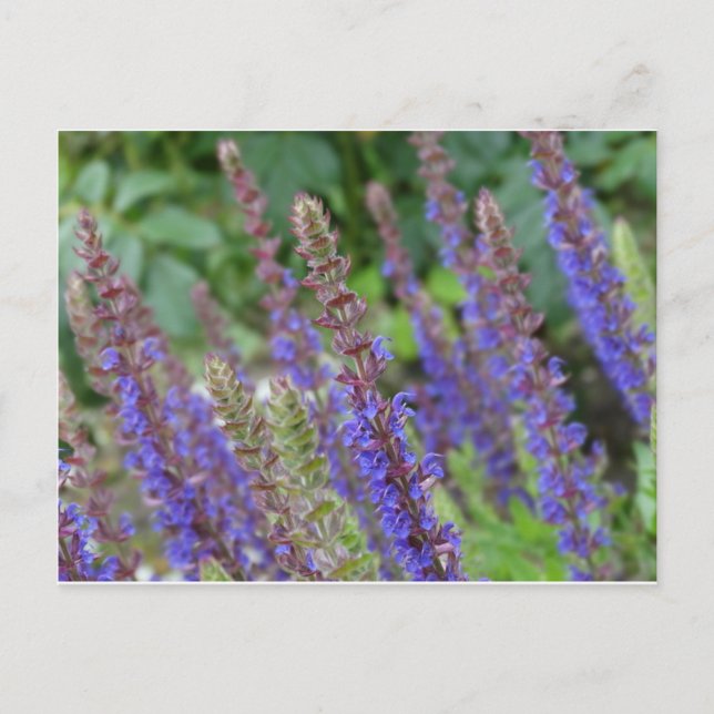Cartão Postal Purple  flowers postcard (Frente)