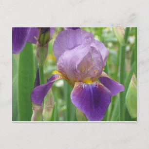 Cartão Postal Purple Iris