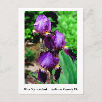 Cartão Postal Purple Iris