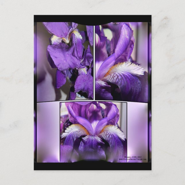 Cartão Postal Purple Iris (Frente)