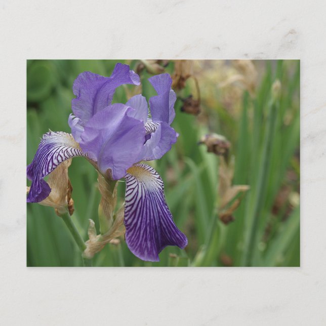 Cartão Postal Purple Iris (Frente)