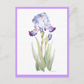 Cartão Postal Purple Iris