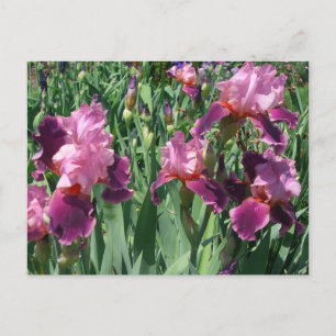 Cartão Postal Purple Irises Primavera Floral