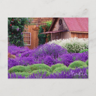 Cartão Postal Purple Lavanda Italia