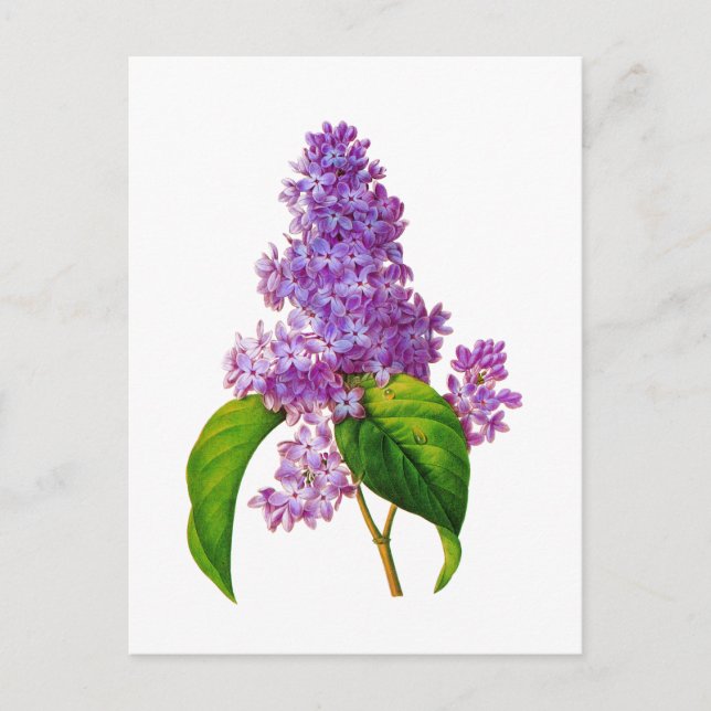 Cartão Postal Purple Lilacs por Pierre-Joseph Redoute (Frente)