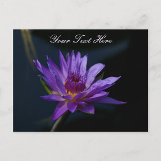 Cartão Postal Purple Lotus Waterlily
