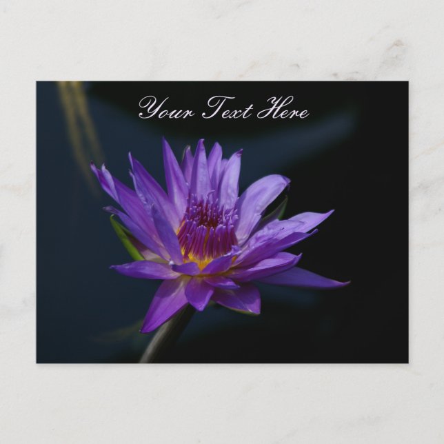 Cartão Postal Purple Lotus Waterlily (Frente)