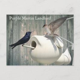 Cartão Postal Purple Martin Landlord Nature Swallow Bird Gourds