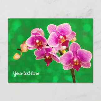 Cartão Postal Purple Orchid on Green Postcard