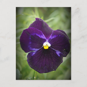 Cartão Postal Purple Pansy