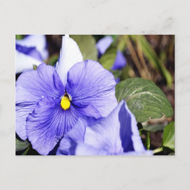 Cartão Postal Purple Pansy (Frente)