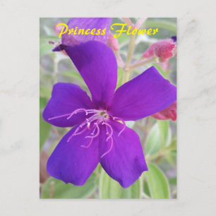 Cartão Postal Purple Princess Flower - cartaz postal