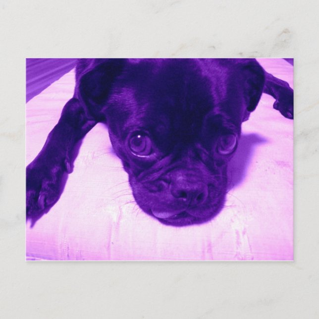 Cartão Postal Purple Pug (Frente)