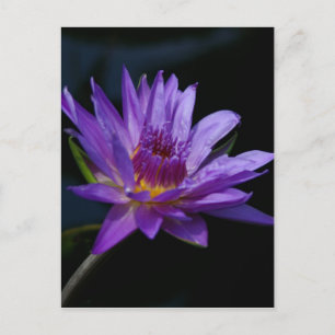 Cartão Postal Purple Waterlily Lotus