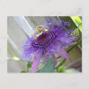 Cartão Postal Púrpura Flor tropical floresce perto
