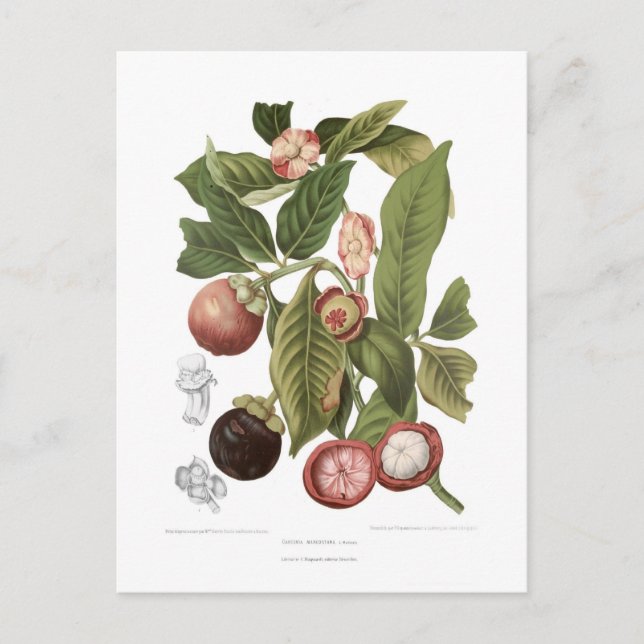 Cartão Postal Púrpura Mangosteen (Frente)