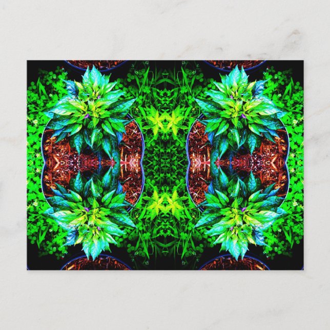 Cartão Postal púrpura pequin espelho 4 (Frente)