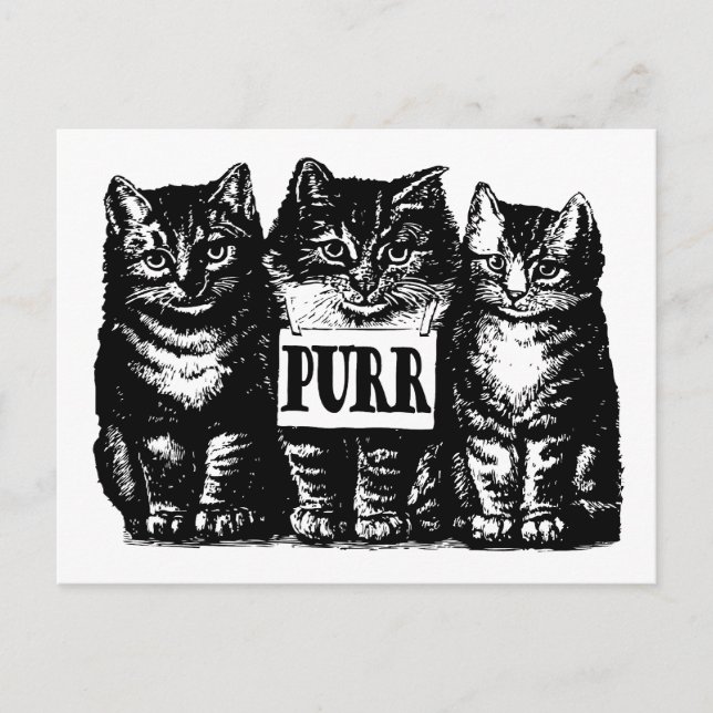 Cartão Postal Purr Kittens (Frente)