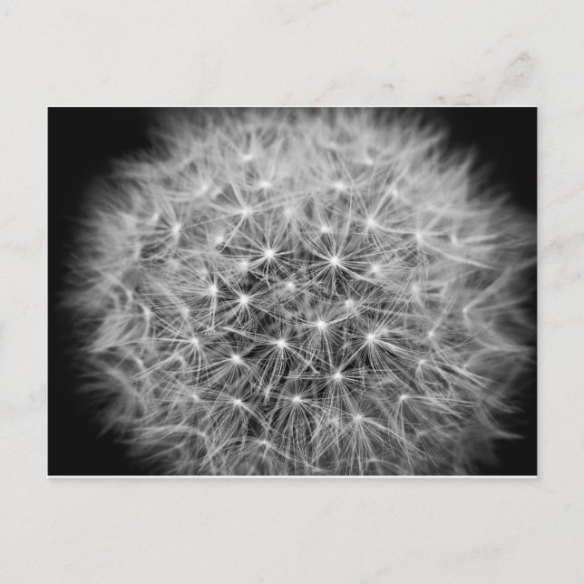 Cartão Postal Pusteblume (Frente)