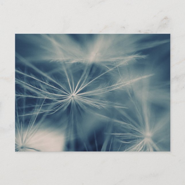Cartão Postal Pusteblume (Frente)