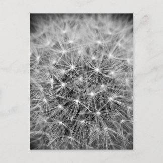 Cartão Postal Pusteblume