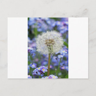 Cartão Postal Pusteblumen Traum in blauen Vergissmeinnichtblüten