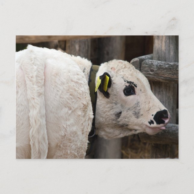 Cartão Postal Pustertal Pied Calf (Frente)