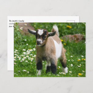 Cartão Postal Pygmy Dwarf Goat Kid em Flores