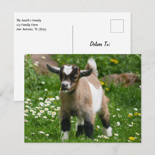 Cartão Postal Pygmy Dwarf Goat Kid em Flores (Frente/Verso)